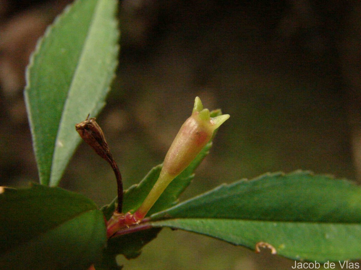Sonerila rhombifolia Thwaites